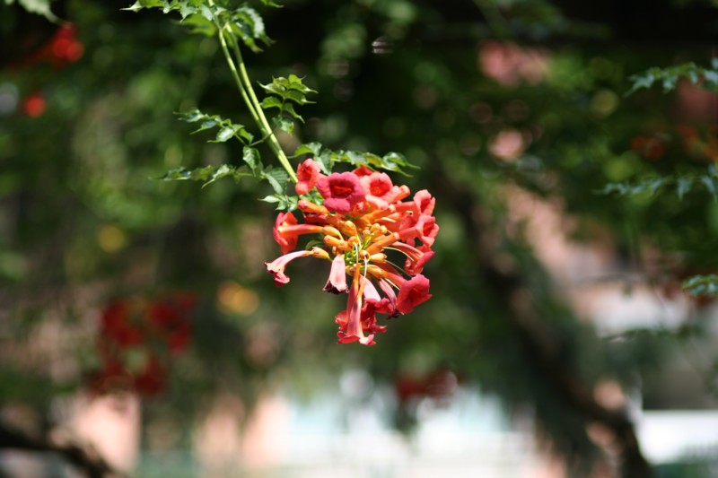 Red Trumpets.jpg