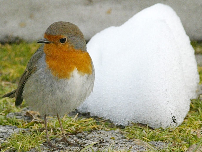 redbird.jpg