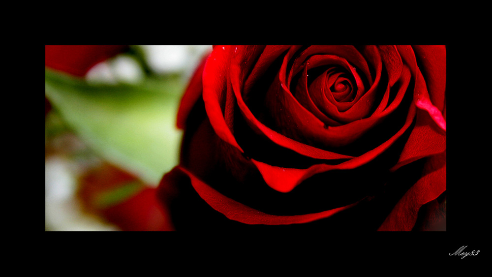 redrose.jpg