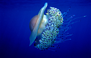 Rhyzostoma pulmo copia.JPG