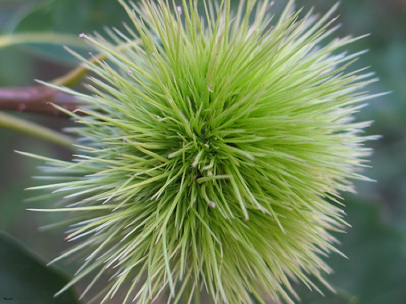 riccio di castagno 15 agosto 2004.jpg