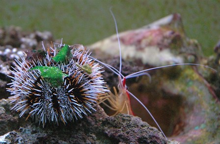 riccio diadema2.JPG