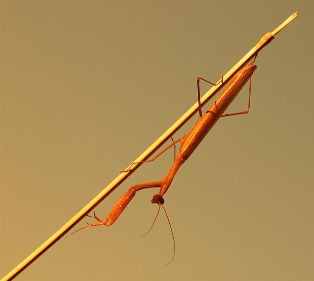 Ricomincio da 3 (mesi fà) (Small).jpg