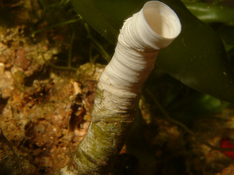 Ricostruzione tubo calcareo protula.JPG