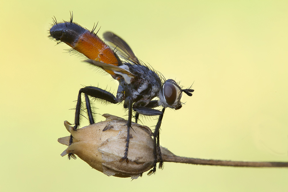 Ridotta1111 _4788.jpg