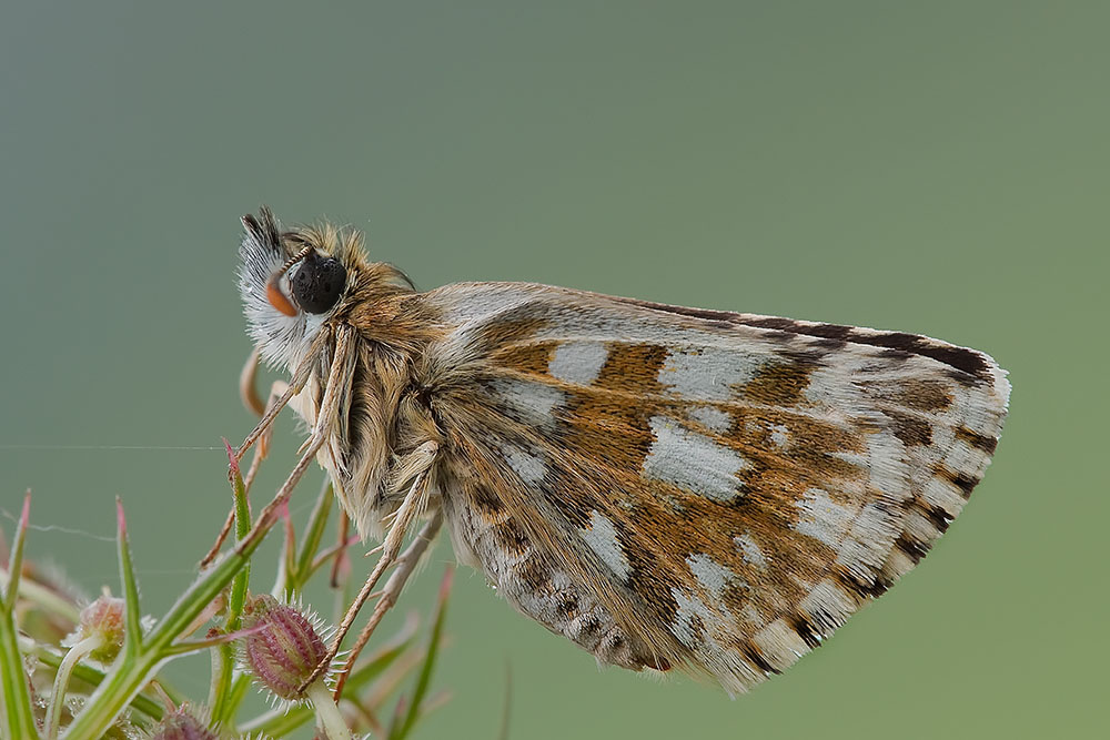 Ridotta 2 _6148.jpg