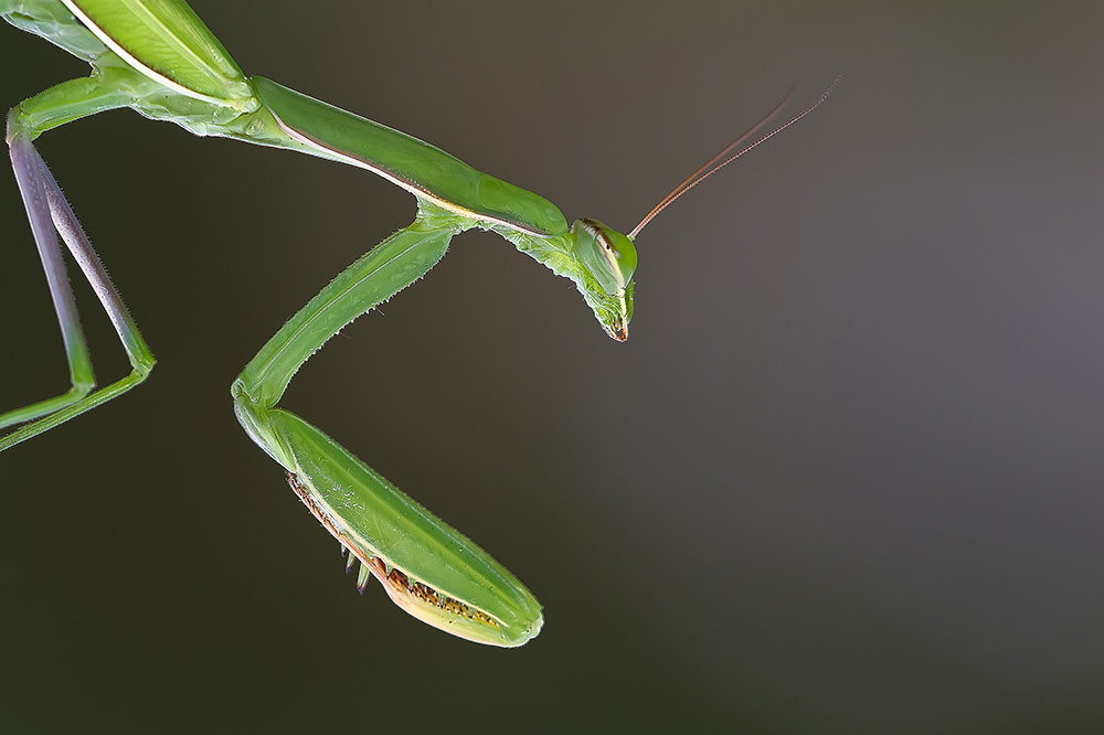 Ridotta 3 _5257.jpg