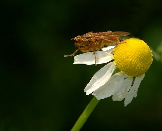 ridotta (Small).jpg