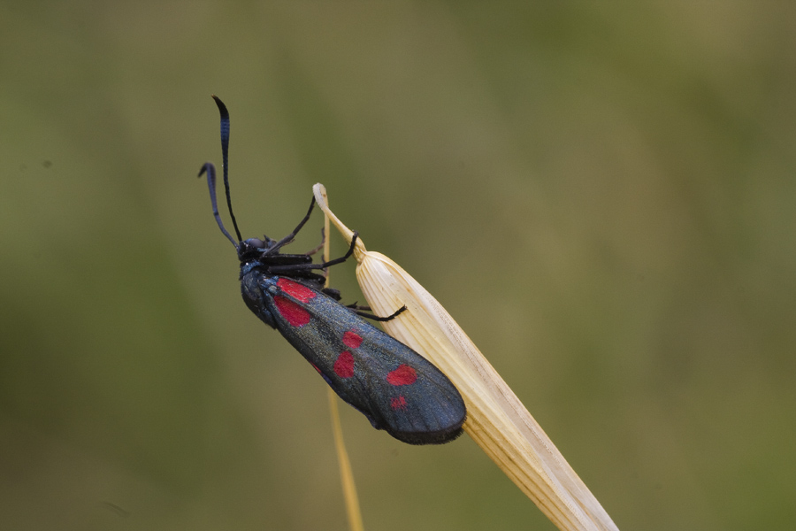 Ridotta naturale1563.jpg