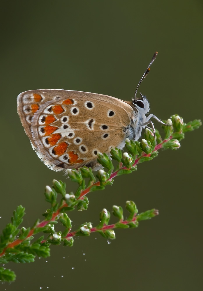 Ridotta verticale _3531.jpg