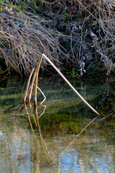 riflessi.jpg