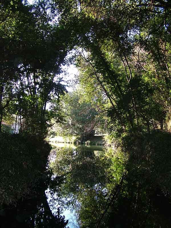 Riflesso-alberi.jpg