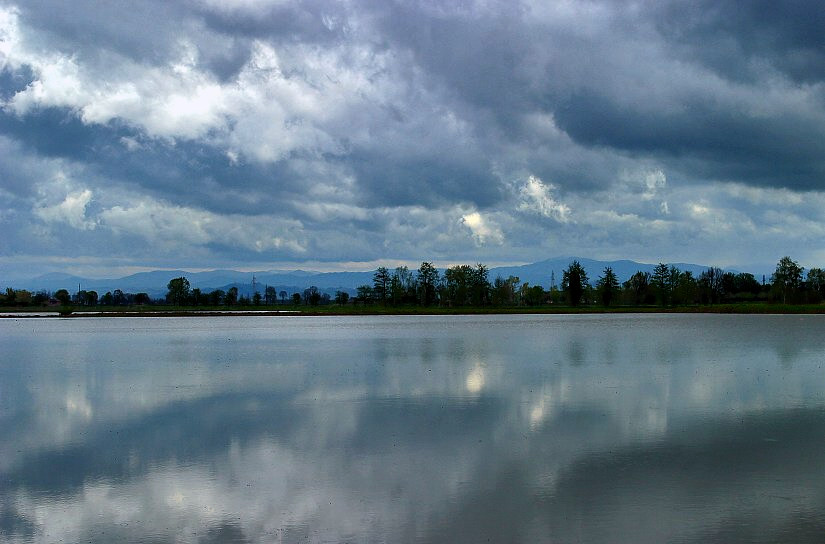 riflesso in risaia.jpg