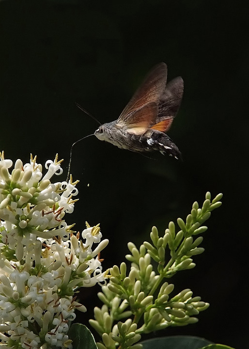 rifornimento in volo-2mod.jpg