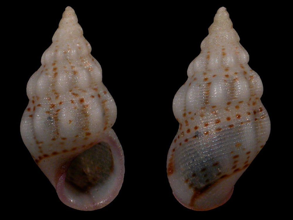 Rissoa variabilis.JPG