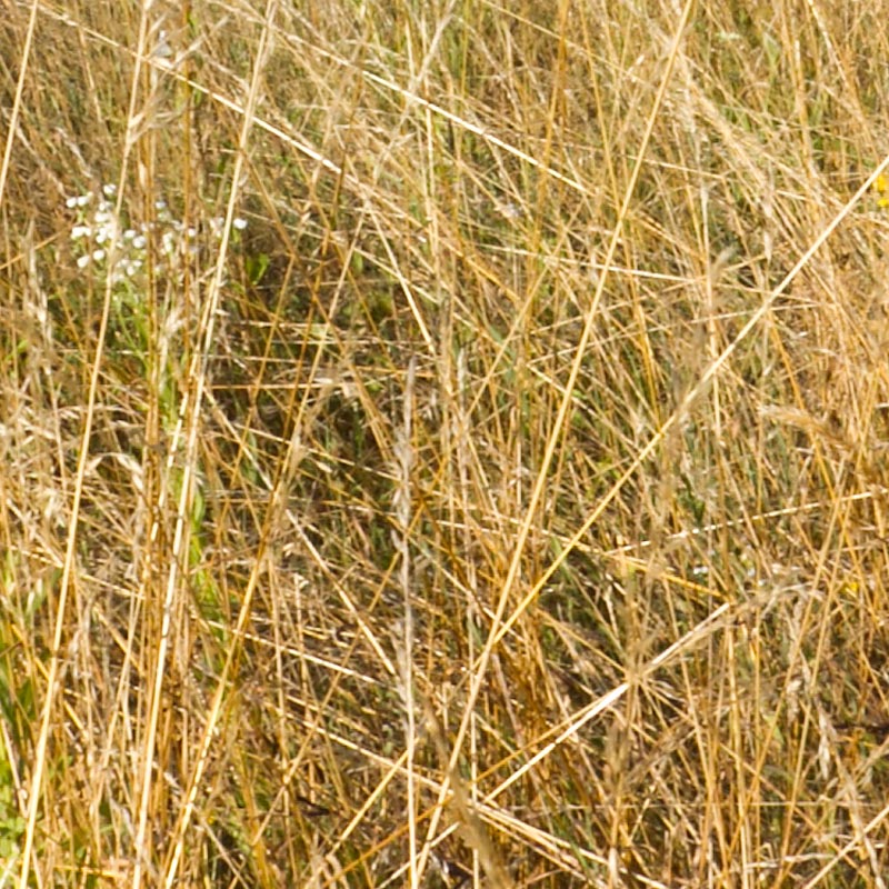ritaglio-erba.jpg