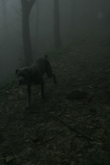 ritratti nella nebbia - gaia.jpg