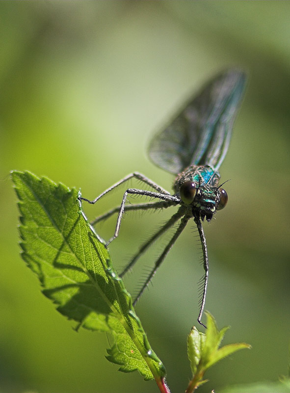 Ritratto-libellula.jpg