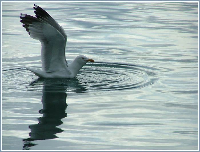 Ritratto di gabbiano.jpg