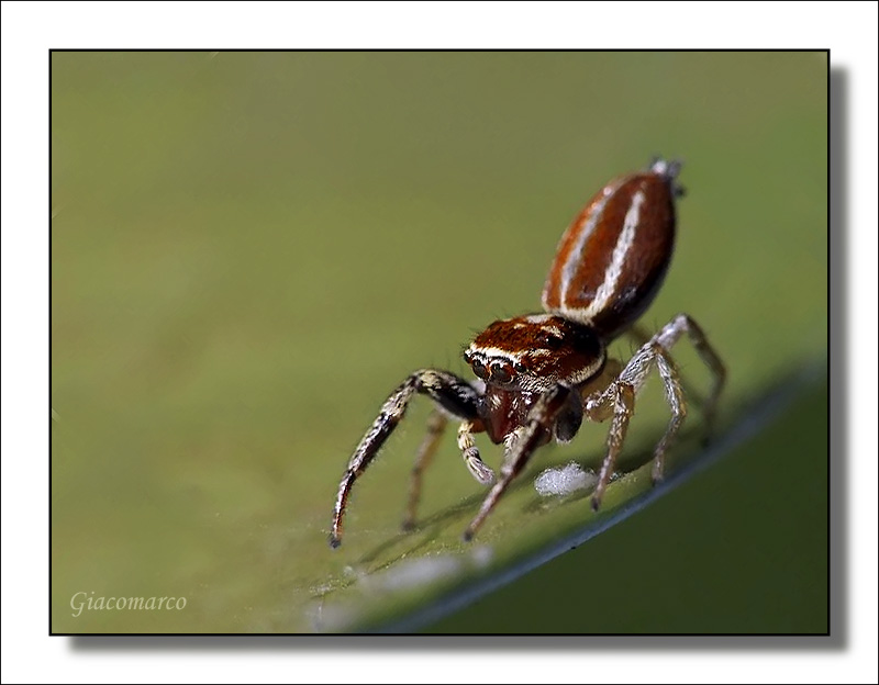 Rivisitazione-Small^_^.jpg