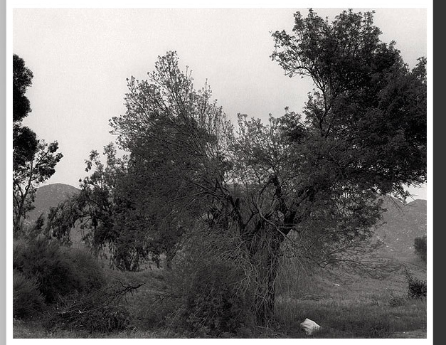 Robert Adams C.jpg