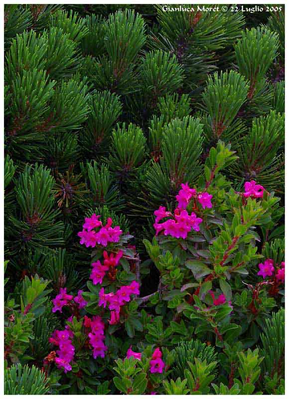Rododendro-irsuto-dentro-co.jpg