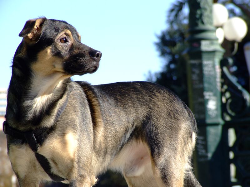 rollo2.1.jpg