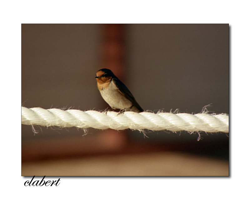 rondine-web022.jpg