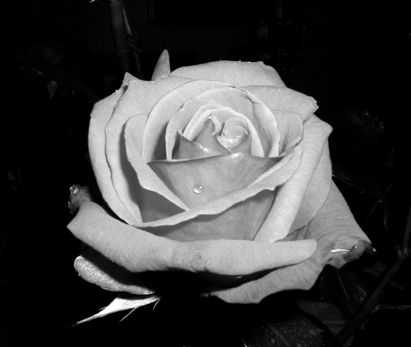 ROSA-00.jpg