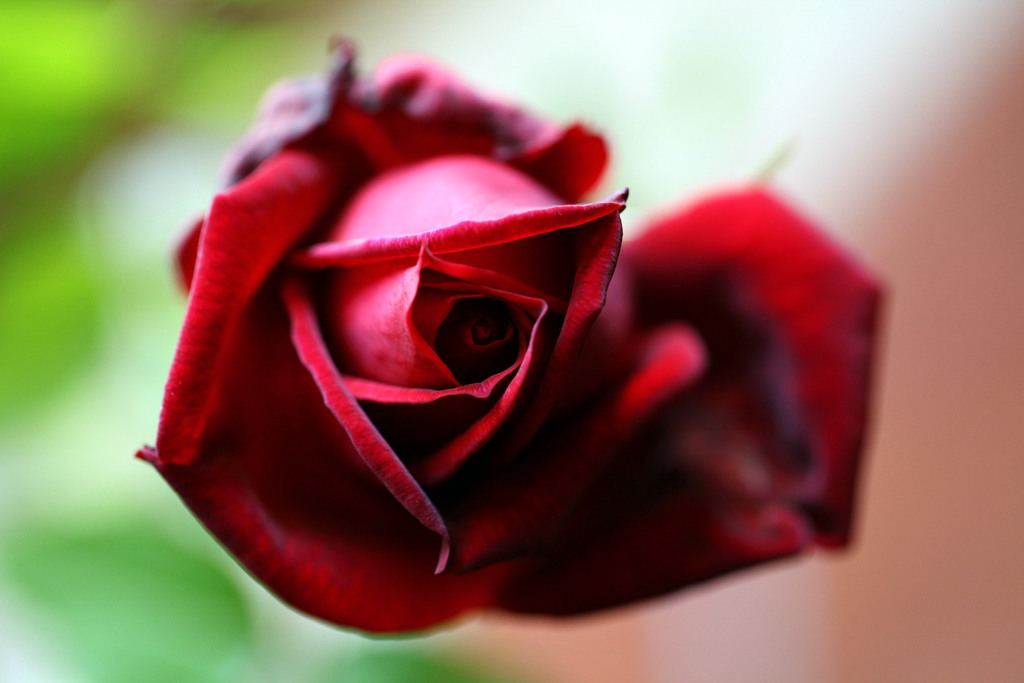rosa-2.jpg