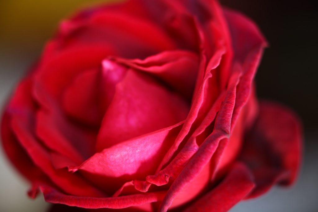 rosa-3.jpg