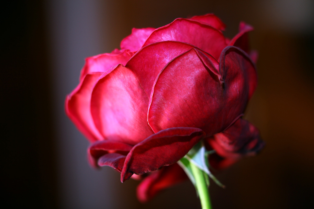 rosa-4.jpg