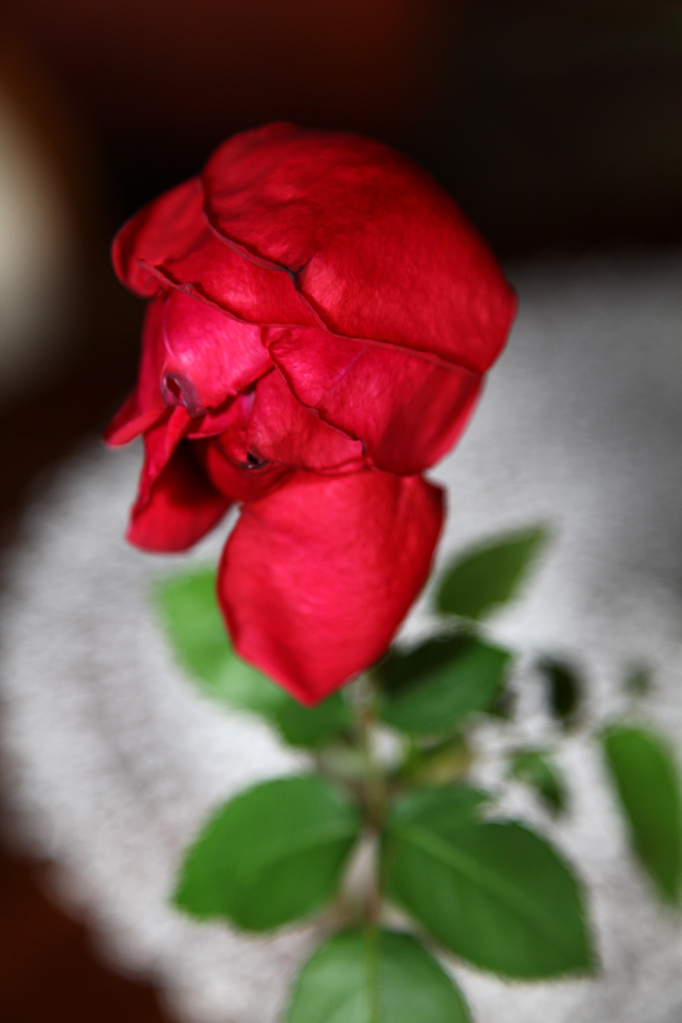 rosa-5.jpg