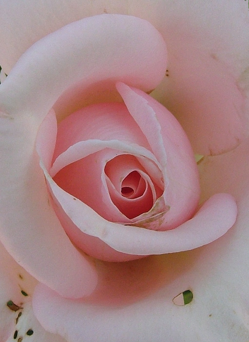 rosa-ae.jpg