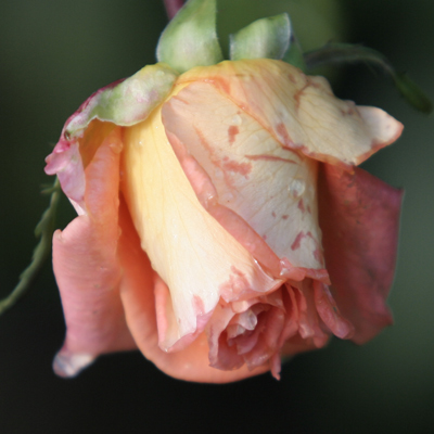 rosa-crop.jpg