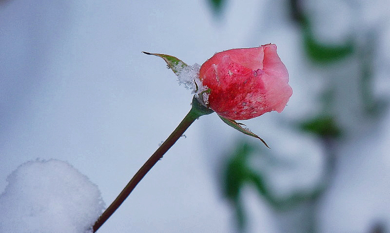 Rosa-prova.jpg