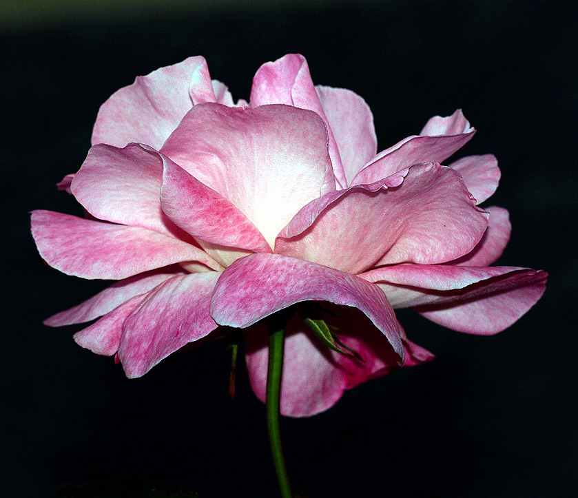 Rosa-Rosae-1-.jpg