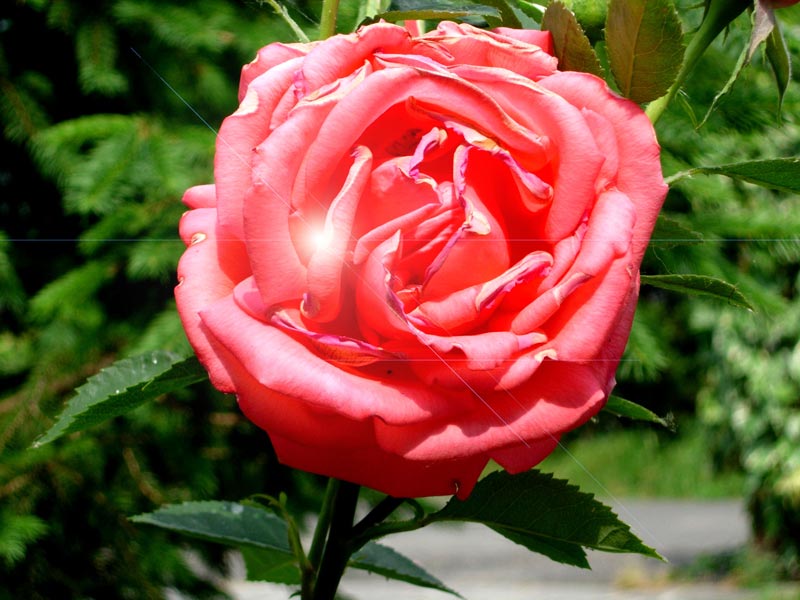 Rosa-Rossa.jpg