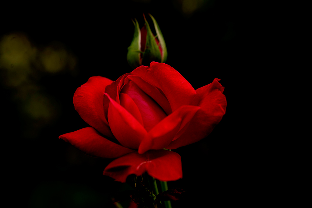 rosa-rossa.jpg