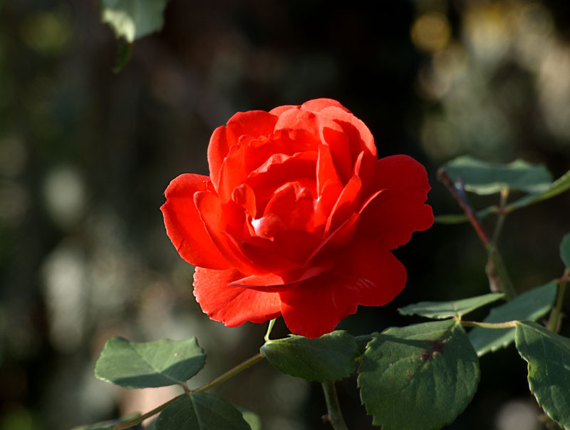 rosa-web.jpg