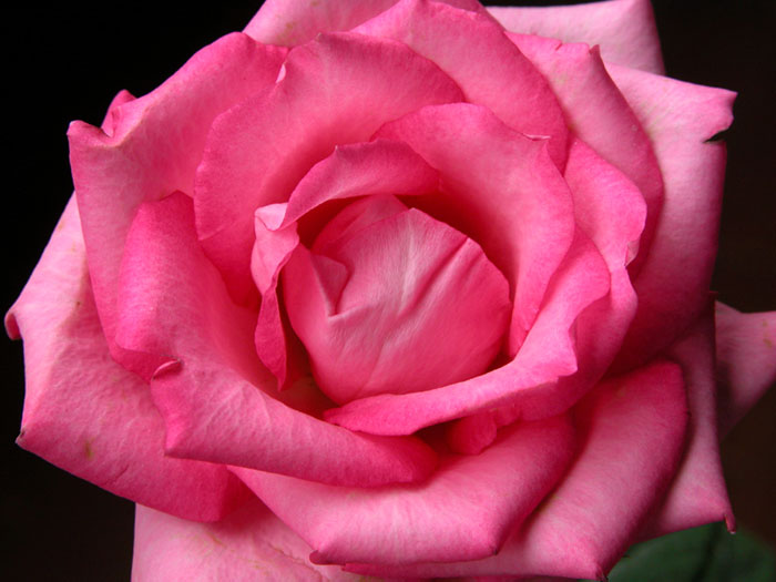 Rosa.jpg
