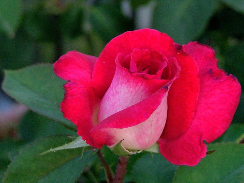 rosa001.jpg