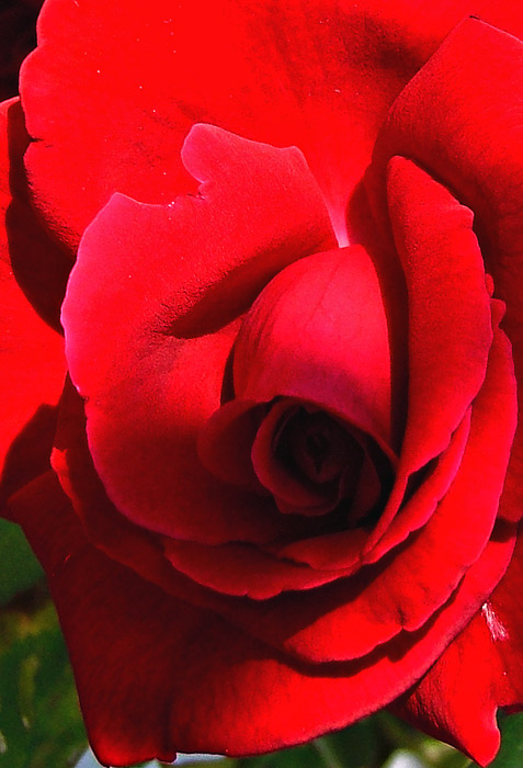 rosa02.jpg