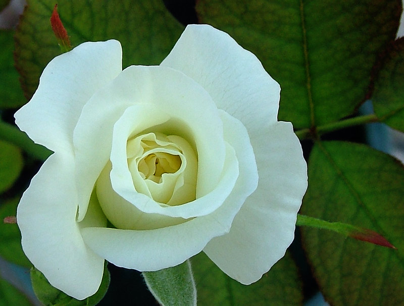 rosa03.jpg
