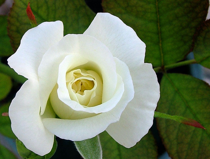 rosa03_196.jpg