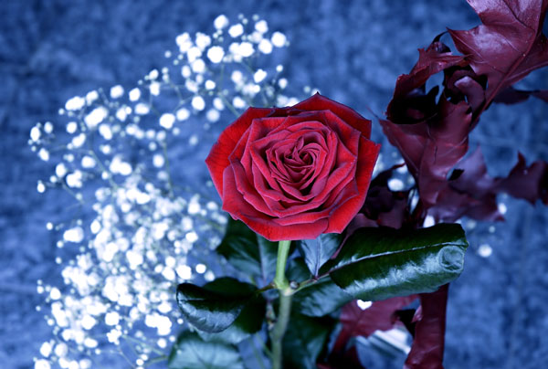 rosa1.jpg