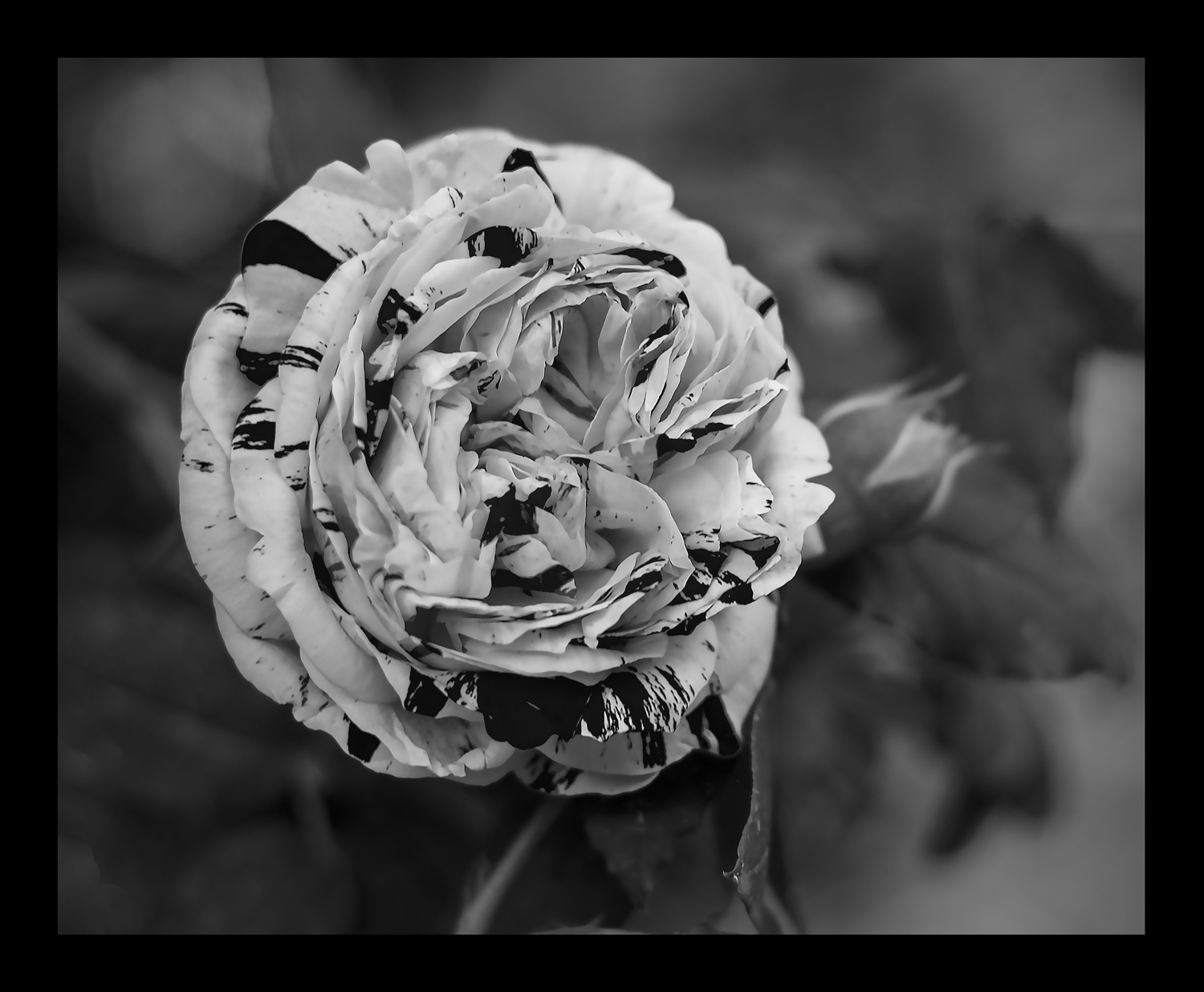 rosa111114y.jpg