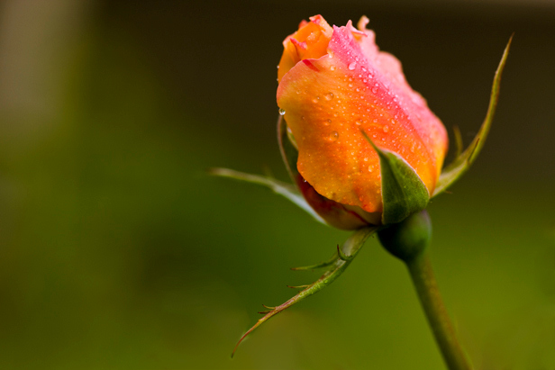 rosa1.jpg
