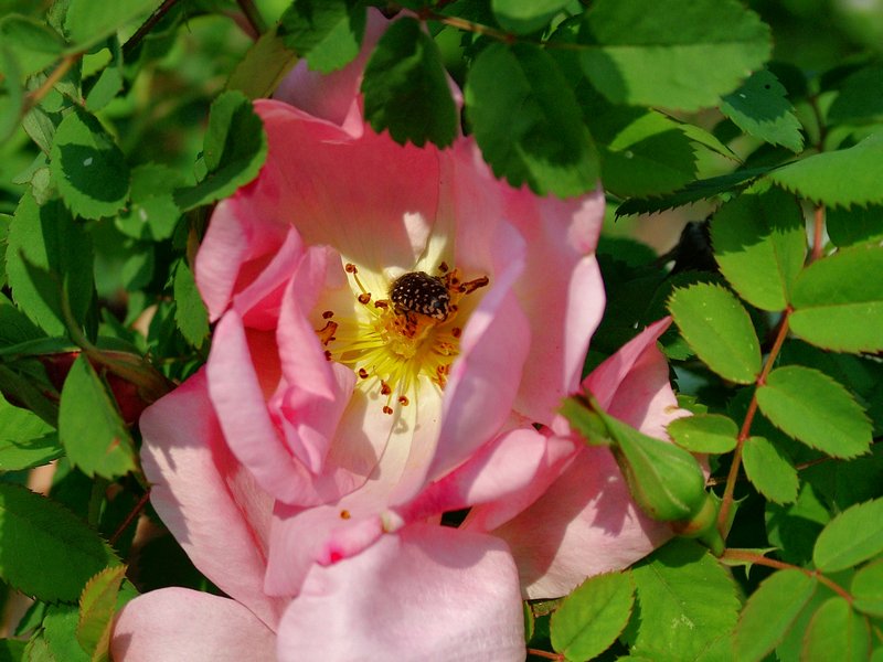 rosa1.jpg