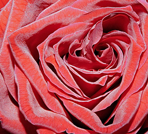 rosa2.jpg